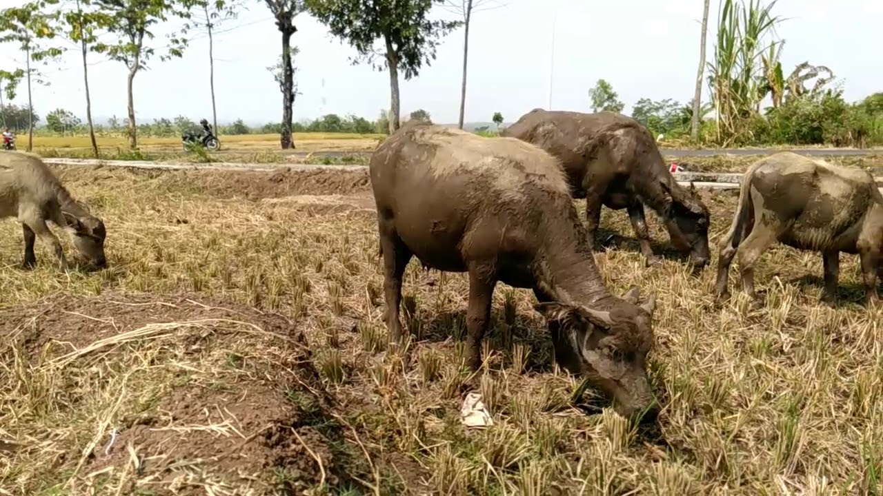 camera iphone 8 plus apk every day buffalo angry in javanese indonesia try breeding