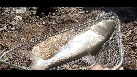 Câu lục#cá mè khủng hồ tự nhiên