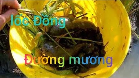 Bắt ốc Đường mương Dính cá lóc ốc bươu vàng 