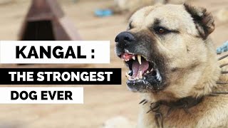 Why is the Kangal The Strongest Dog in the World? by Dogs Wiz 714 views 2 weeks ago 4 minutes, 29 seconds