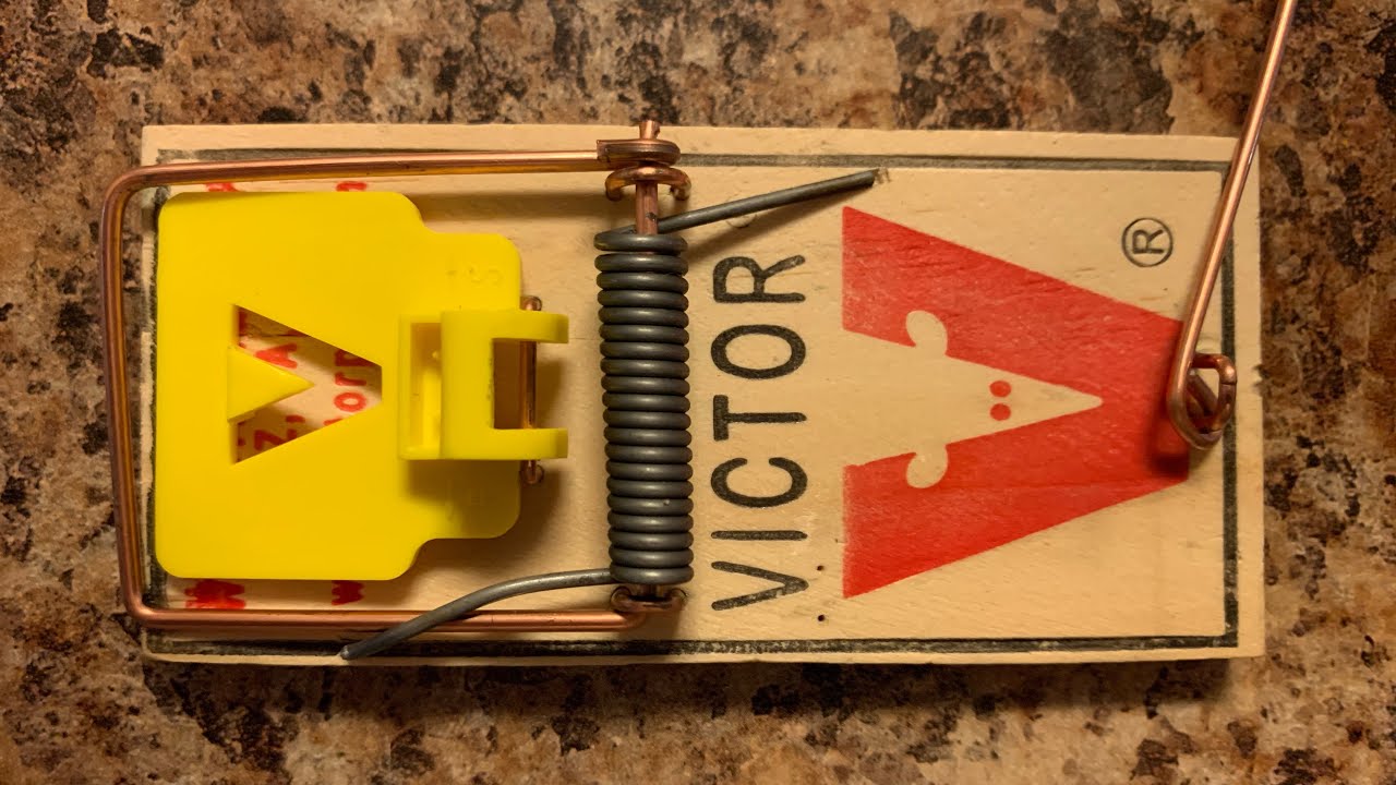 5 Tips For Setting Mousetraps Properly