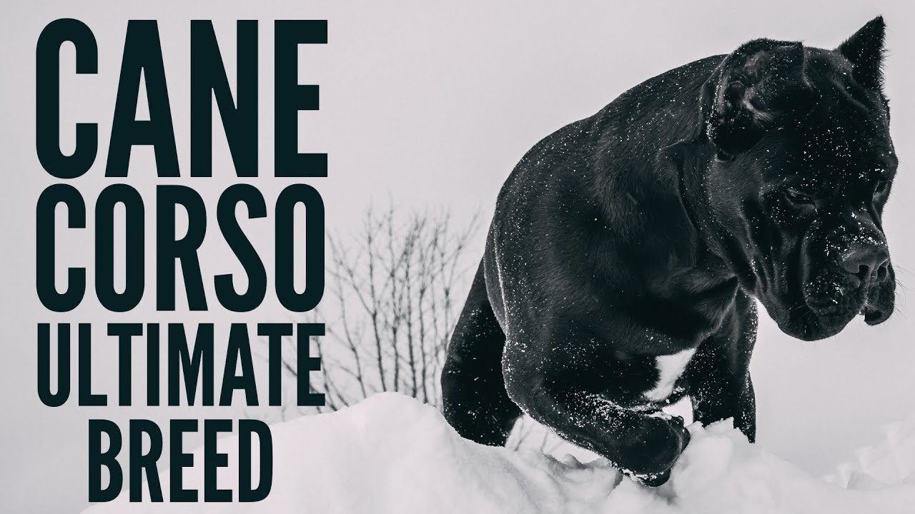 Cane Corso The Ultimate Breed Canecorso