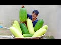 Growing Squash at Home gives super-giant fruit, hand-tired harvesting