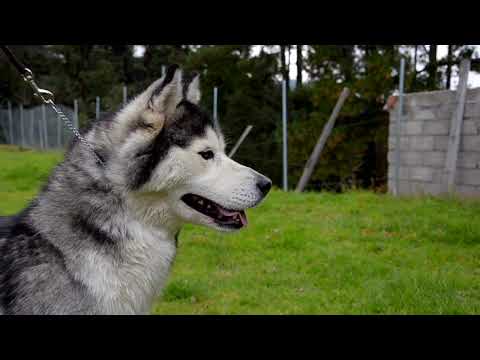 Profesional en la crianza de Husky Siberiano Siberian Husky, Origen, Características, Alimentación, Cuidados y Curiosidades