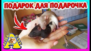 ПОДАРИЛИ КРЫСЕ ДРУГА / Хомки Микки ПРЯЧЕТСЯ / ПАРА ДЛЯ КРЫСЕНКА / Alisa Easy Pets