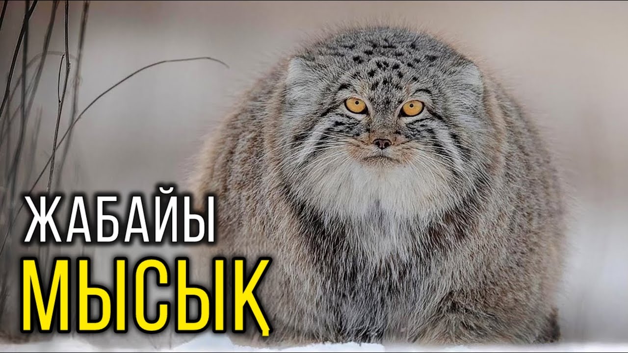 Жігітті оральды секс жасауға көндірген қыздың порно видеосы