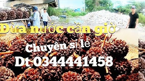 Chuyên giao dừa nước sỉ lẻ dừa nước mặn cần giờ cho các tỉnh thành Sài Gòn