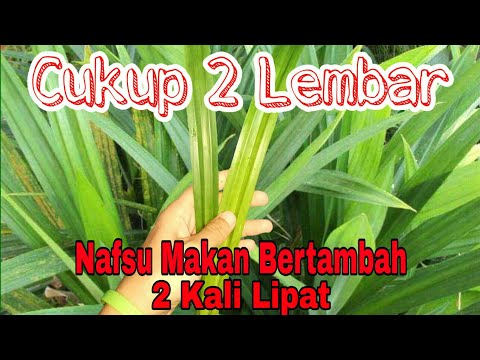 Video: Bagaimana Cara Memoderasi Nafsu Makan Anda?