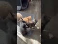 Где драка там и рыжий котенок / Where the fight is there and the red kitten