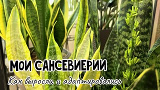 видео: Цветение сансевиерий. Как выросли, изменились и прошли адаптацию тайские сорта картинка: Цветение сансевиерий. Как выросли, изменились и прошли адаптацию тайские сорта