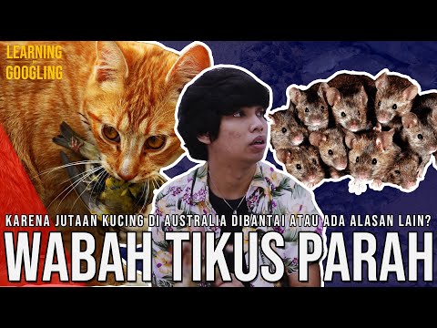 Video: Wabah Pada Kucing