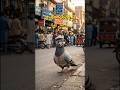 کبوتر پاکستانیوں میں پھس گیا    #urdustories #animalshorts #funnyshorts