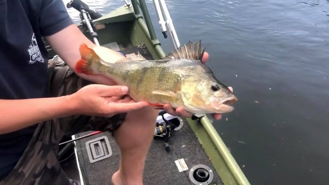 Na Labi s Vláčákem / vábnička a lov sumců z lodi - 2019