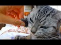 ”起きてっ！”早朝から飼い主に圧かけてくる聞き分けのない猫 ❤ Happy to be Able to Share Time with Cat