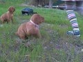 Vizsla - Bracco Ungherese. Cuccioli Dea Kalì x Fiuto (30 giorni)