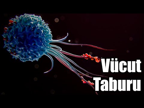Vücudumuzun Bekçileri | Makrofaj Hücreleri | Bağışıklık Sistemi