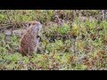 Young River Rat or Coypu (Myocastor coypus) / Junge Biberratte oder Nutria [1]