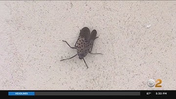 What should you do if you see a spotted lanternfly?