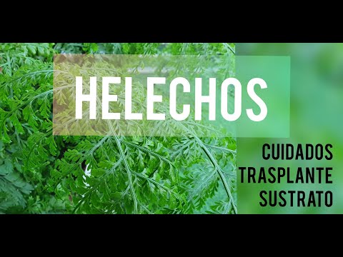 Como cuidar tu Helecho/Cuidados/Trasplante/Sustrato/Jardín Suculento