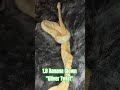 1.0 Banana Clown "Oliver Twist" #banana #clown #oliver #twist #olivertwist #coral #glow #docile #bp