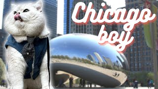 Meowing British shorthair cat Apollo goes for a walk in Chicago