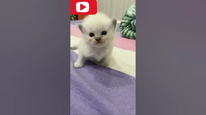 Video 119741: persian himalayan kitten cat, persian himalayan female kitten, persian cat kitten meowing, persian kittens cattery, persian cat kitten love, cat old