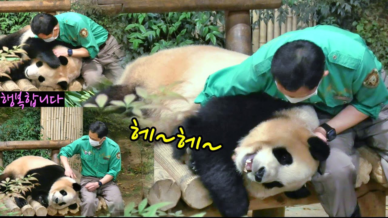 아기판다 푸바오 하늘을 이불삼아 자겠다더니 할부지 보고 히죽히즉