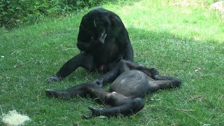 Bonobos at Columbus Zoo