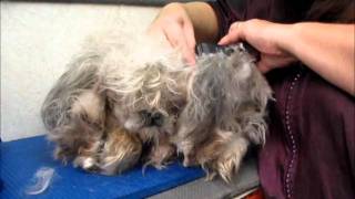 Clipping matted dog by DogWhisperer17 2,986,433 views 12 years ago 8 minutes, 5 seconds