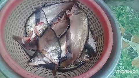 #Cá thác lác# NẠO THỊT ƯỚP QUẾT#