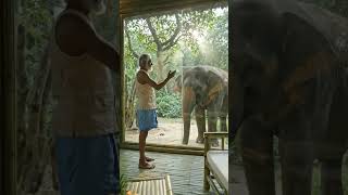 Hidden Bamboo Palace In The Deep Jungle Ep 3 Amazing Bamboo Craft & Survival Skills