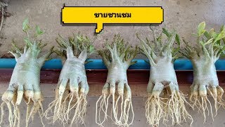 ขายต้นชวนชม.mp3 ขายต้นชวนชม.mp3