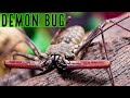 Tailless Whip Scorpion Info & Care Damon medius - D. diadema