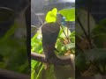California academy of science