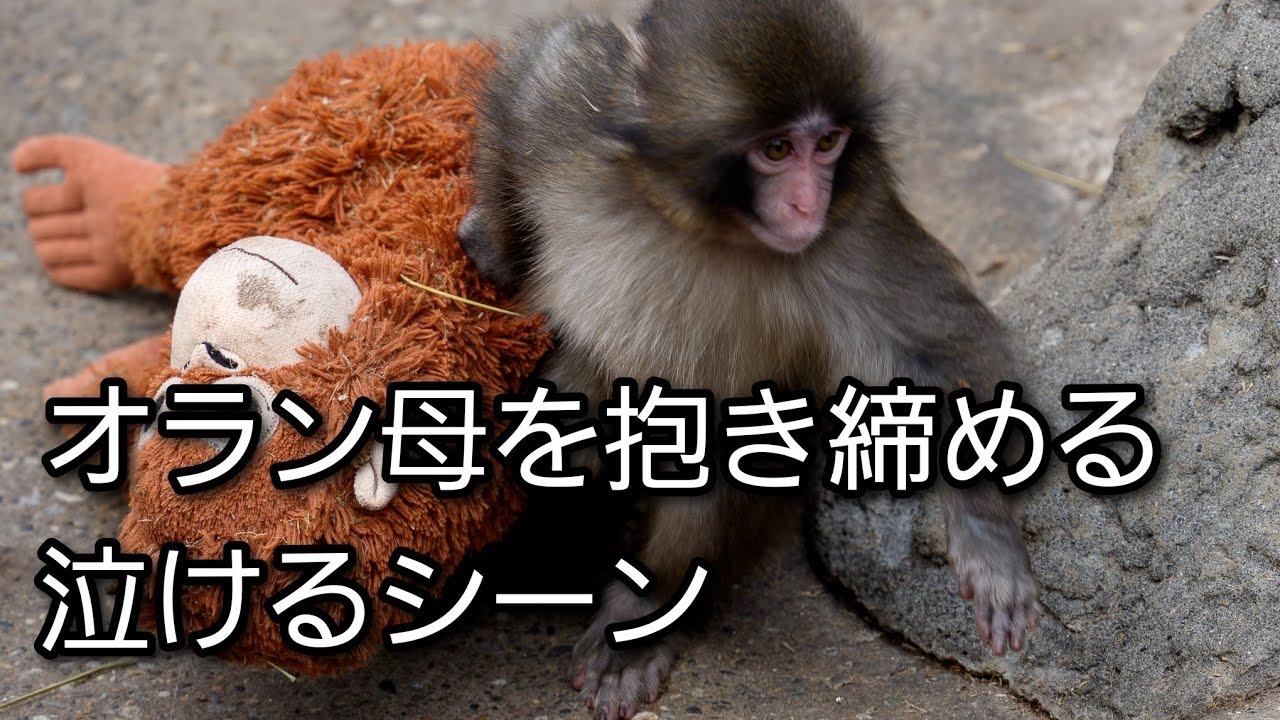 【#がんばれパンチ】オラン母を抱き締める瞬間❗可愛くて可哀想