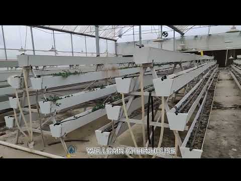 Gutter for Strawberries