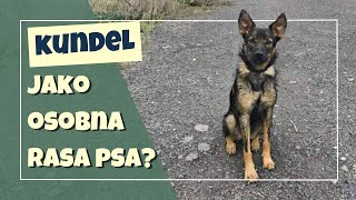 Kundel. Kiedyś Pies Nierasowy, Dziś Superrasa.