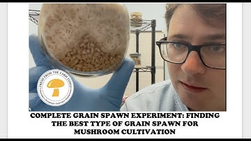 Grain Spawn Experiment FULL: Finding the best type of grains for mushroom farming