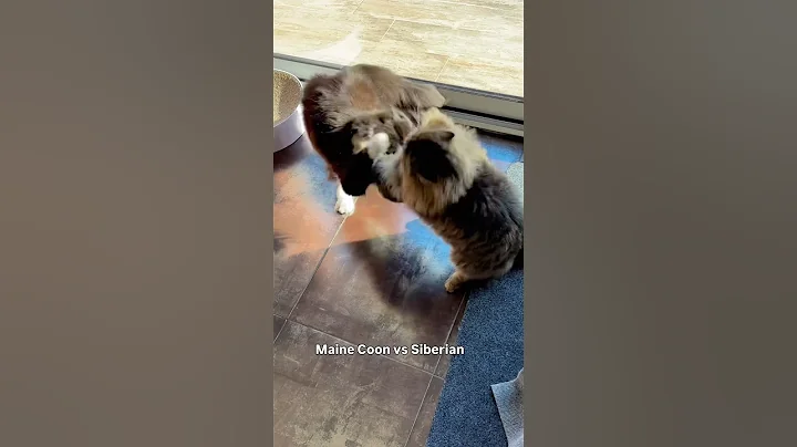 Video 11896511: mainecoon cat funnycat