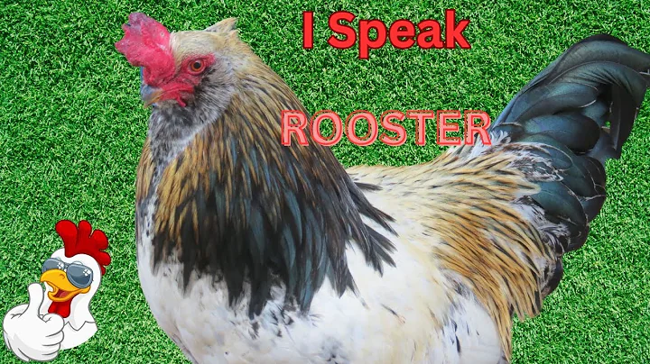 The Cock A Doodle Talk:  Understanding Rooster Language