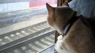 Кот Лев Кот Лев