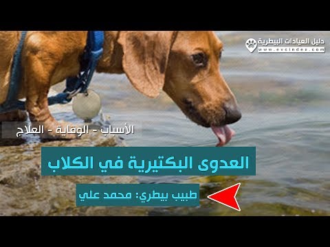 فيديو: العدوى البكتيرية (داء الشعيات) في الكلاب