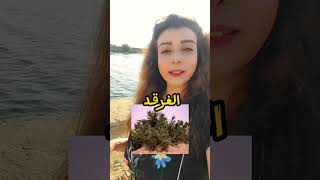 ليه الغردقة اتسمت الغردقة؟🤔