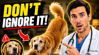 Does Your Dog Stretch When They See You? They're Trying to Tell You Something! (Vet Explains)