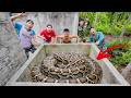 Brave Experts Rescue Ethnic Girl from 100 Giant Snakes in Abandoned Area