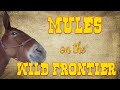 Mules on the wild frontier