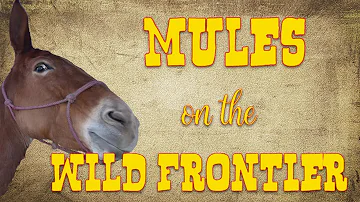 Mules on the Wild Frontier