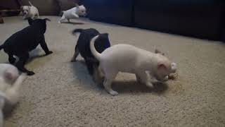 Cherished Chihuahuas  Dove, Jimmy puppies. 5 weeks old. Part 1 by FeedMyHeartWithLove Eph5 186 views 1 year ago 4 minutes, 28 seconds