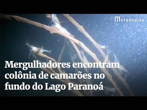 Mergulhadores encontram colônia de camarões no fundo do Lago Paranoá