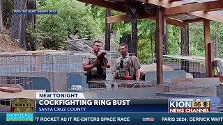 Santa Cruz County Sheriff's bust cockfighting pit on Tuesday
